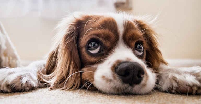 Animali in città, X rapporto di Legambiente