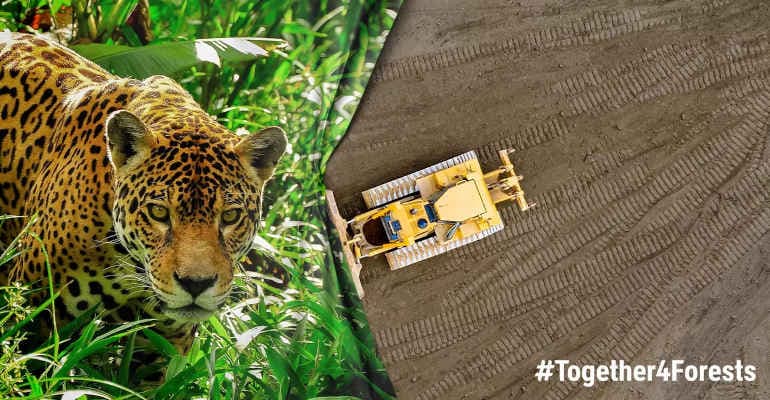 #Together4Forests: vogliamo una legge europea che salvi le foreste