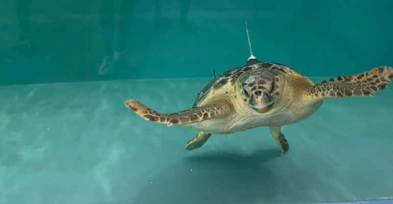 Il nuovo Centro di Recupero Tartarughe Marine di Legambiente