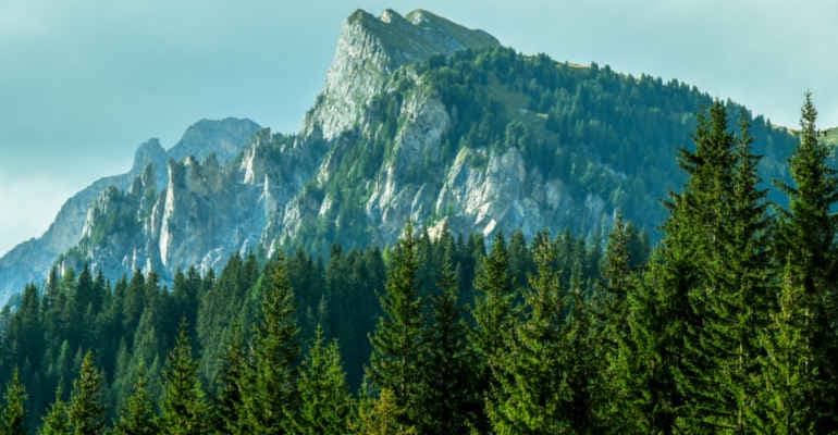 Aperto il bando Comunità Forestali Sostenibili 2022