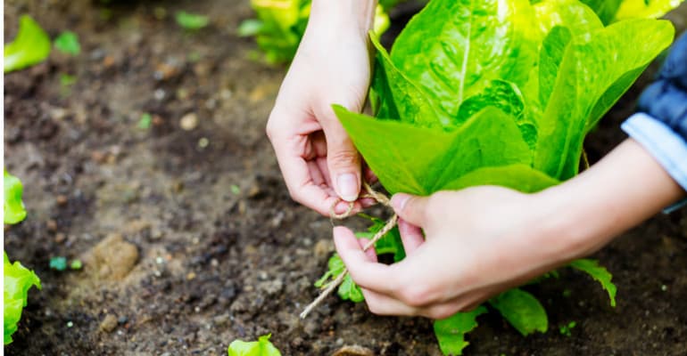 IV Forum nazionale Agroecologia Circolare