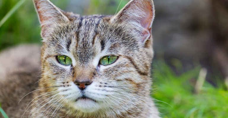 17 febbraio: Giornata nazionale del gatto