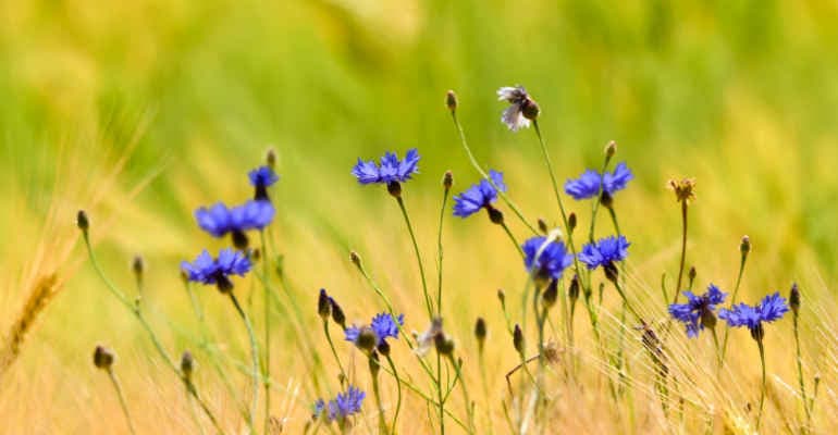 Via libera dal Parlamento Ue alla Legge sul Ripristino della Natura 