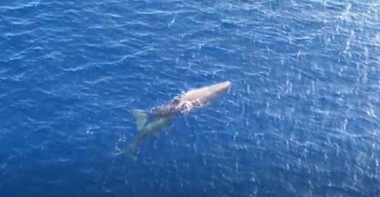 Avvistati da Goletta Verde mamma capodoglio e cucciolo