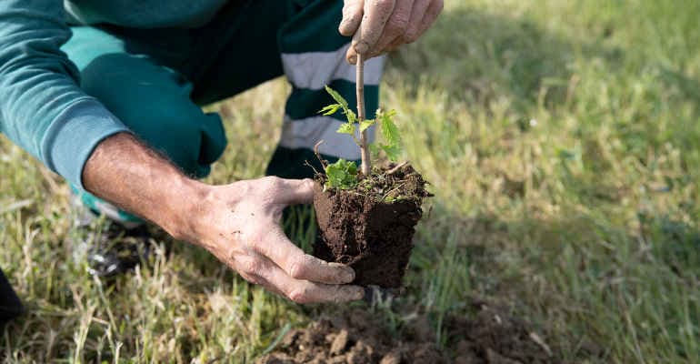 Atlante delle Foreste 2023, i nuovi progetti di rimboschimento