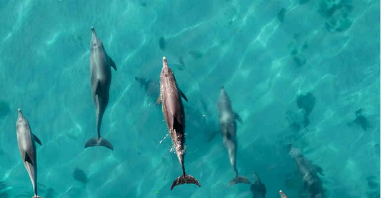 World Wildlife Day, il report di Legambiente “Natura selvatica a rischio in Italia”    