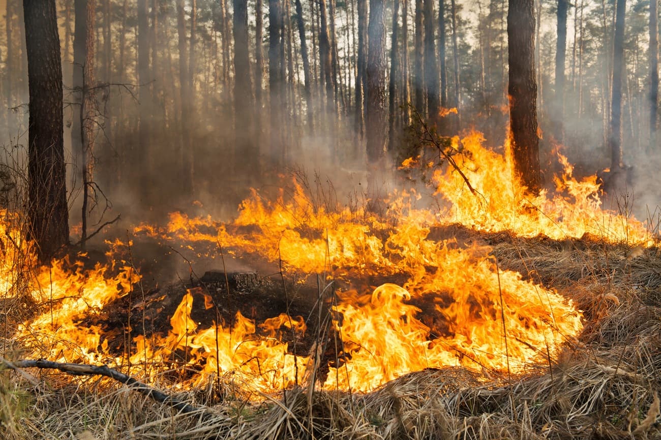 bosco in fiamme