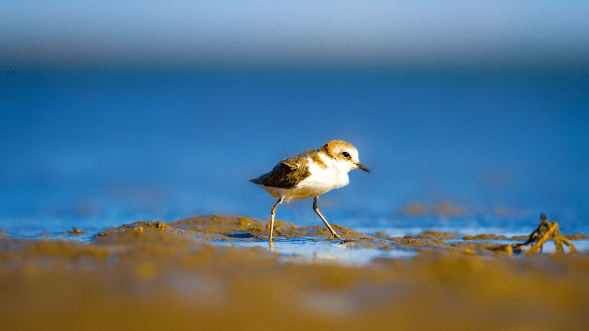 SOS Fratino: salviamo il piccolo trampoliere simbolo delle spiagge naturali