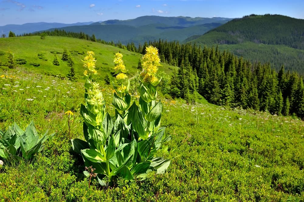Natura selvatica a rischio