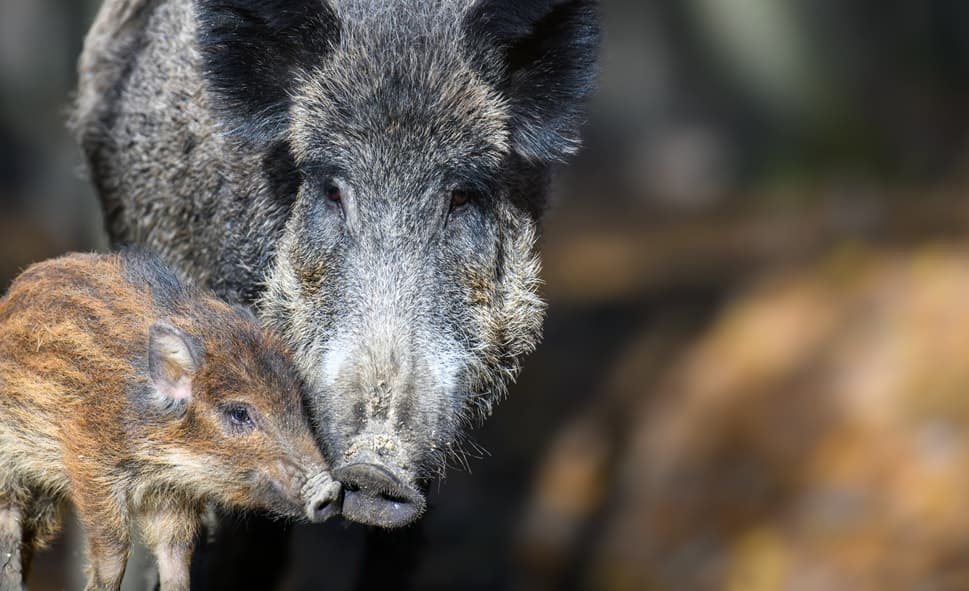 su uno sfondo sfocato si vedono in primo piano un cinghiale adulto con un cucciolo