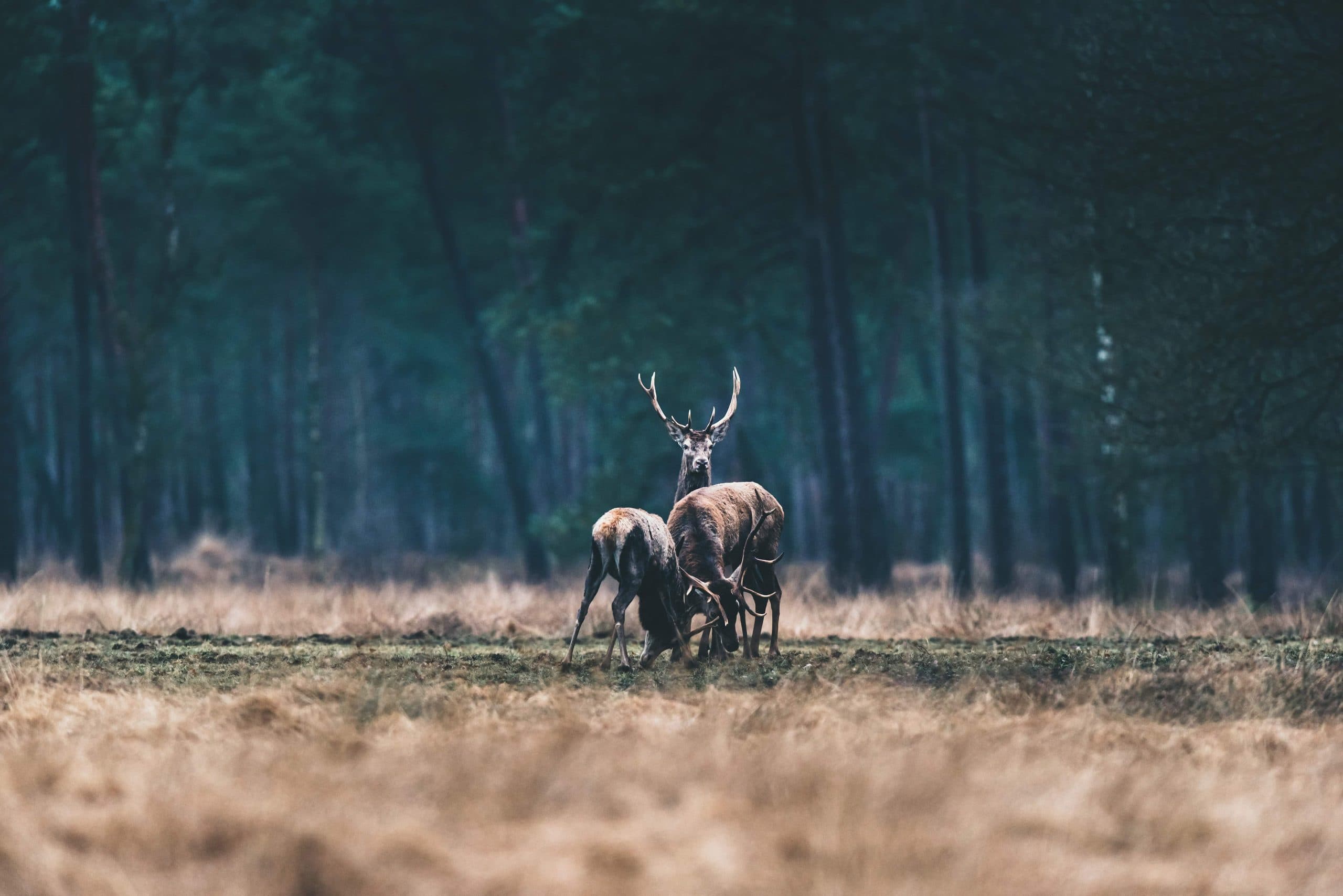 cervi nel bosco