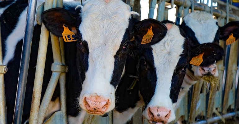 Spandimento Liquami zootecnici. La denuncia di Legambiente alla Comissione Ue