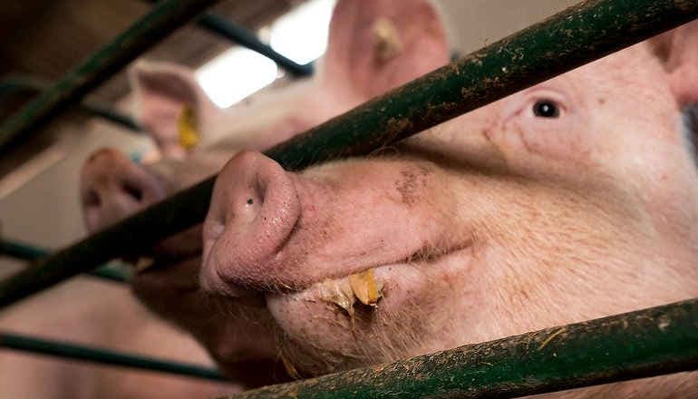 Allevamenti, urgenti etichette chiare