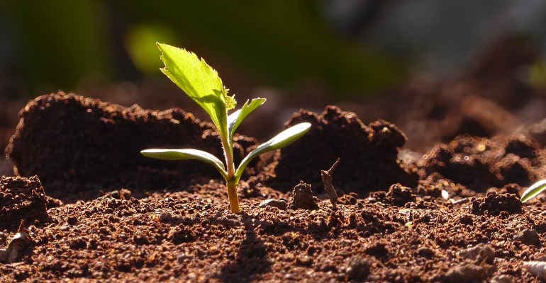 Dopo la pandemia, ritorno alla terra?