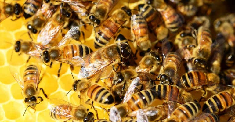 Save The Queen, 50 alveari per Amatrice