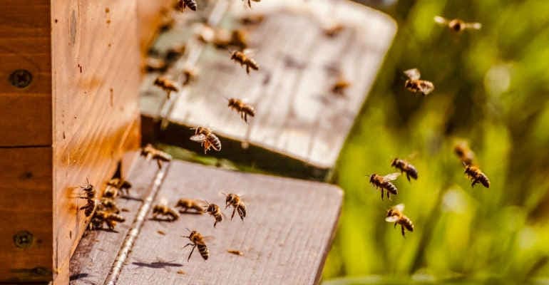 Save the Queen, Amatrice alveare del Centro Italia. Oggi primo evento della campagna Legambiente