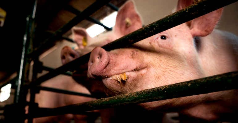 Etichetta nei prodotti di origine animale