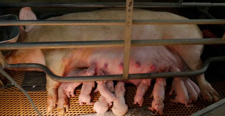 Allevamenti, animali in gabbia Italia al 17° posto in Ue. Coalizione End the Cage Age sollecita ministri Speranza e Bellanova