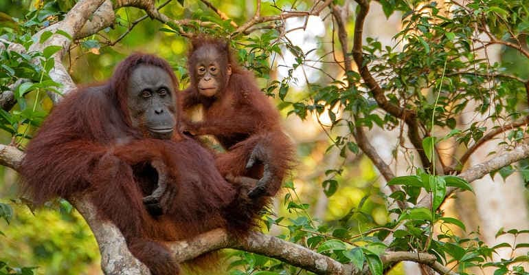 Oli palma e soia per uso energetico: stop al 2023 passa al Senato