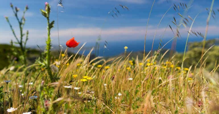 La famiglia di Claudio Abbado stipula un accordo pluriennale con Legambiente