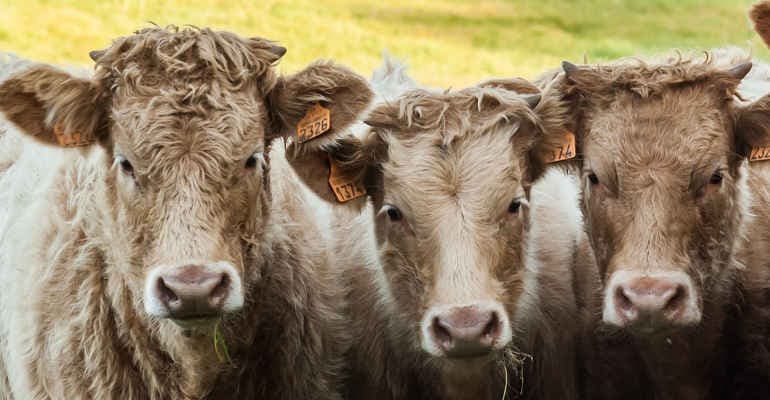 Certificazione benessere animale, associazioni preoccupate chiedono confronto a Patuanelli e Speranza