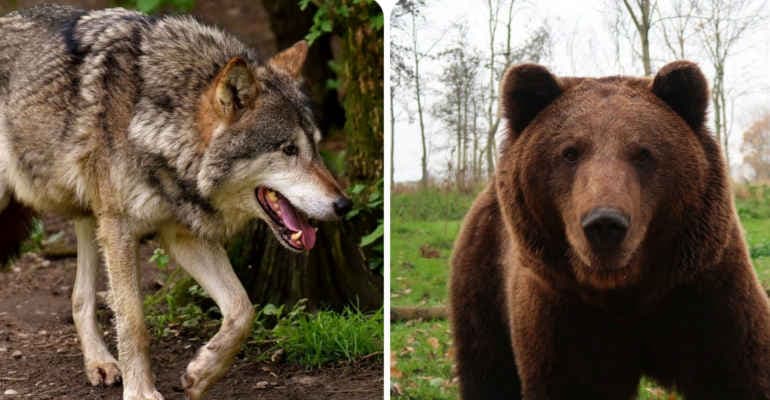 Lupi e orsi, focus su Unfakenews e Nuova Ecologia di febbraio