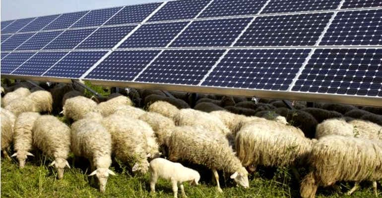 Agrivoltaico, la svolta energetica dell’agricoltura