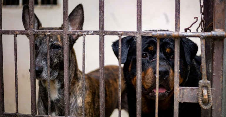 Animali in città, ecco i dati dell’indagine di Legambiente