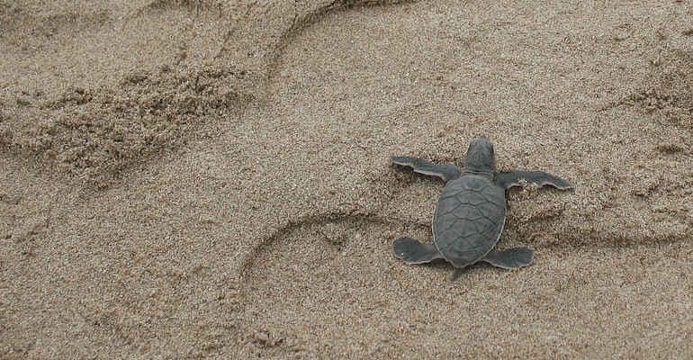 Tutela nidi tartarughe marine: stop all’uso delle ruspe per la pulizia delle spiagge