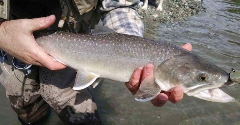 Biodiversità ed ecosistemi acquatici a rischio per immissioni illegali di specie aliene