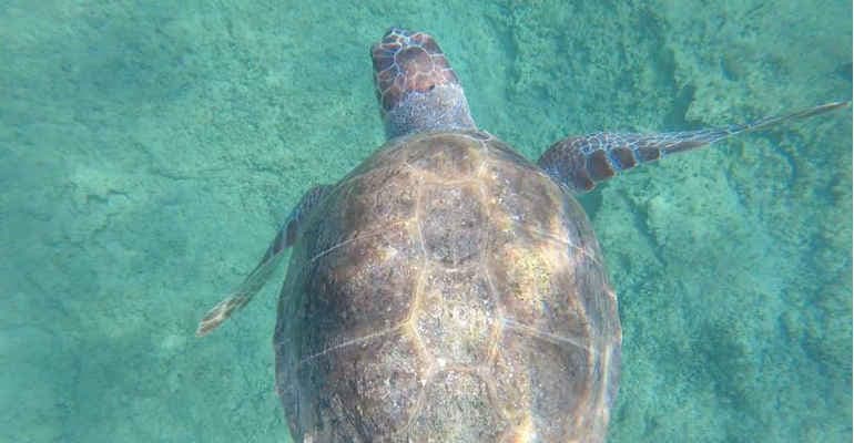Tartarughe marine, record nidificazioni