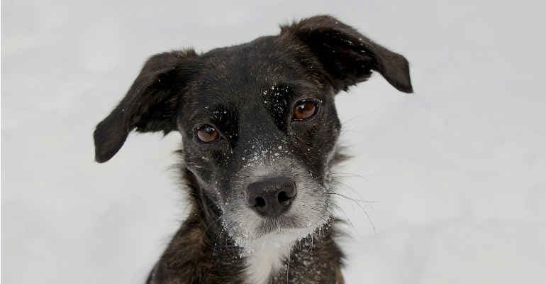 Ecosportello Animali, aiutali con un clik