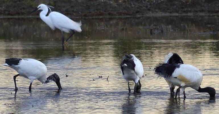 Immagine non disponibile