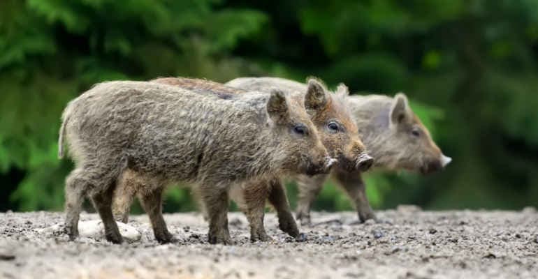 Allarme peste suina africana in Liguria e Piemonte