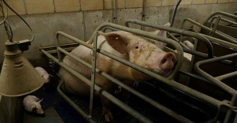 Basta animali allevati in gabbia