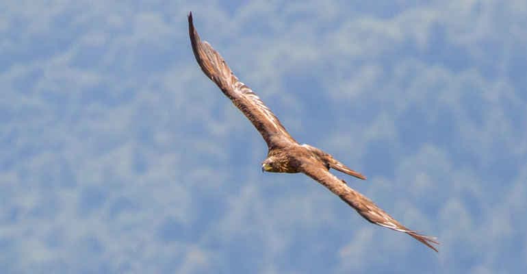 Giornata mondiale della fauna selvatica. Il report di Legambiente “Natura selvatica a rischio in Italia”