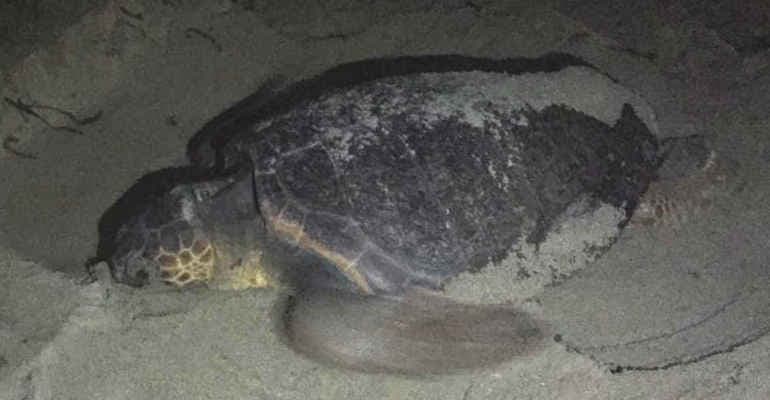 Aiutaci a proteggere i nidi delle tartarughe marine