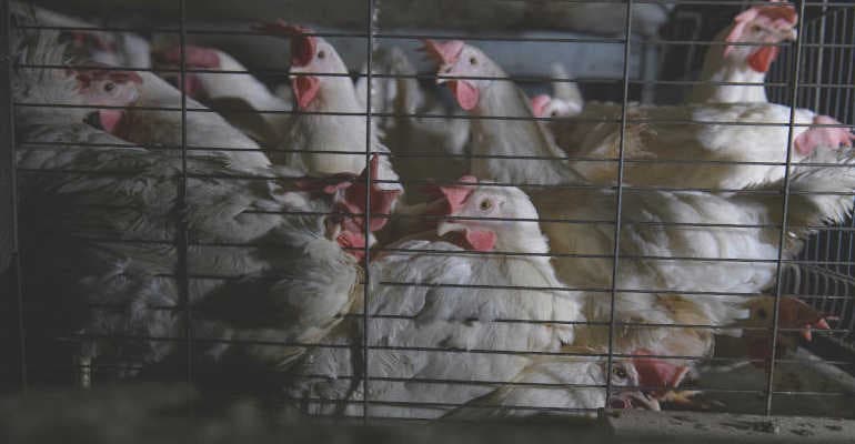Nuova inchiesta su galline ovaiole allevate in gabbia