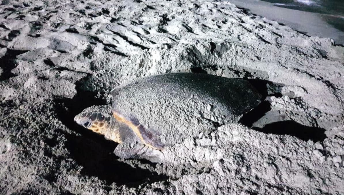 Fedeltà verso la medesima spiaggia per deporre le uova