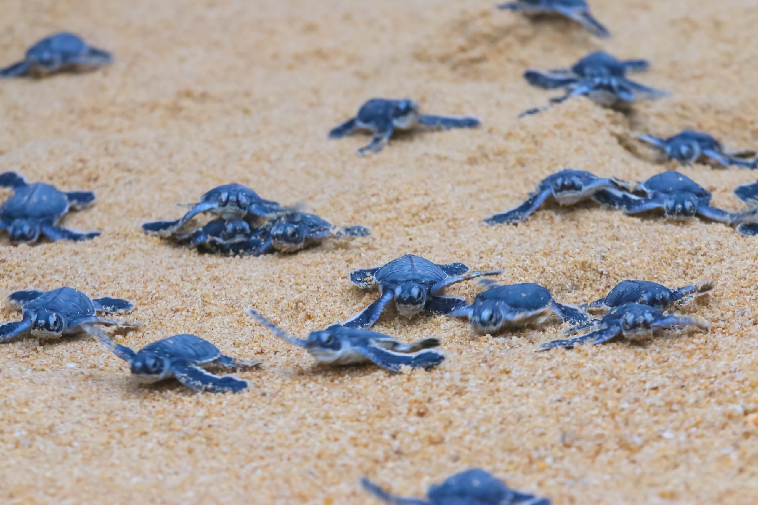 Quanto conosci le tartarughe marine? Sapevi che le specie presenti in tutto il mondo sono sette?