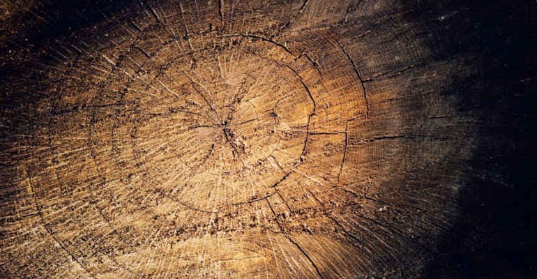 Legambiente e PEFC premiano le “Comunità Forestali Sostenibili 2022”