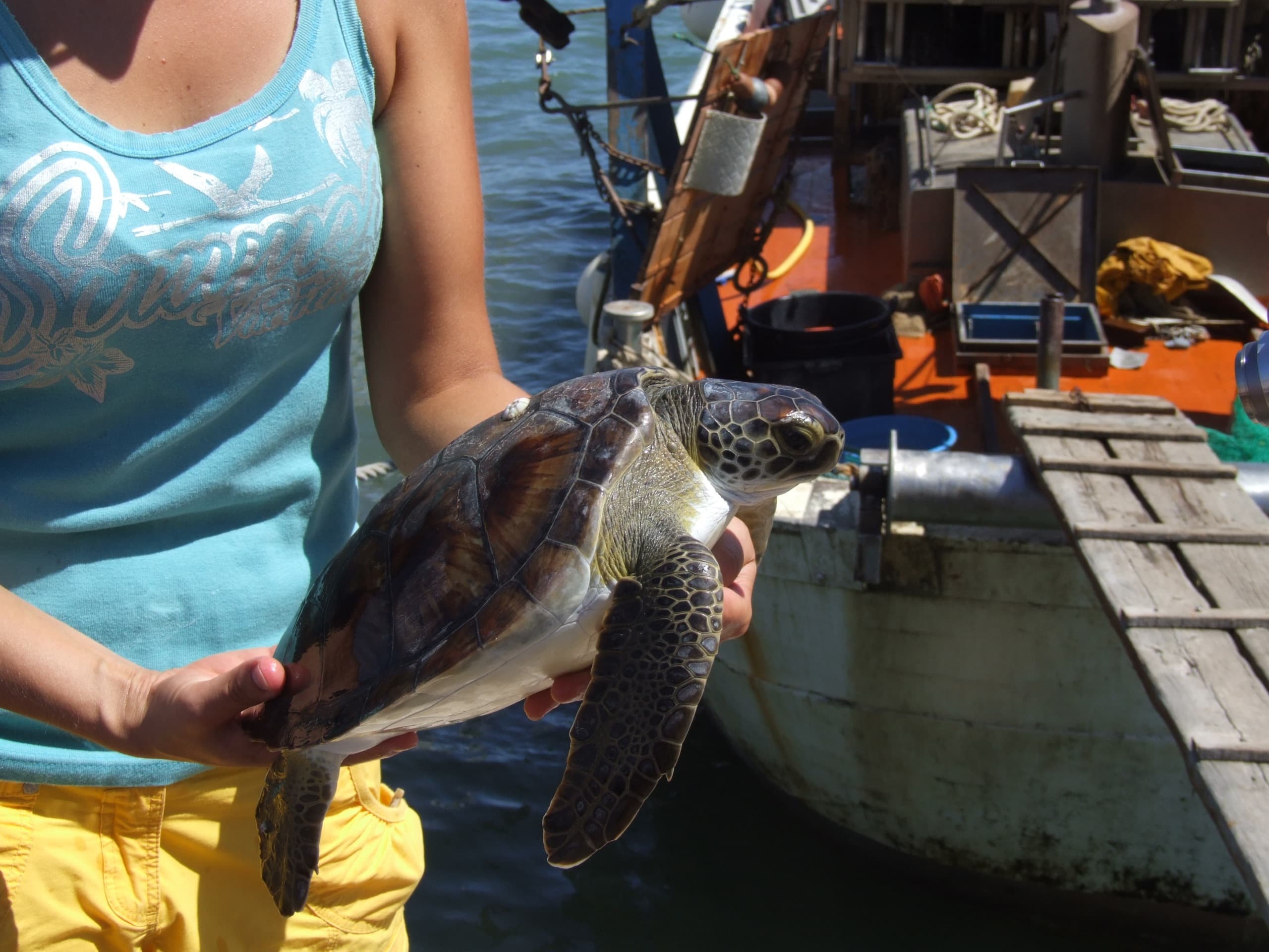 Cosa fare se si avvista una tartaruga marina?