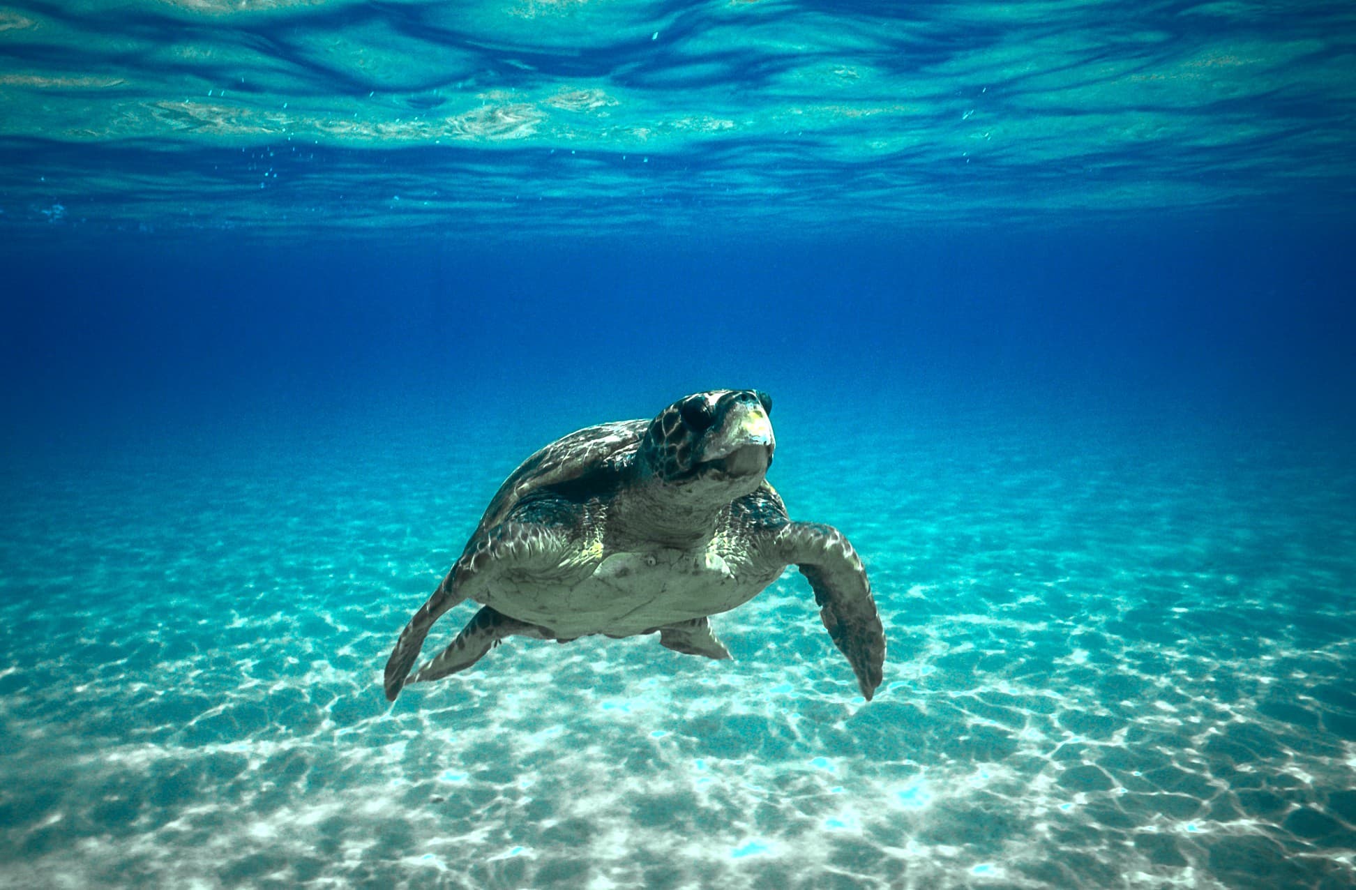 Recuperata una tartaruga vicino Capri