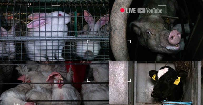 Animali in gabbia, 24h in diretta