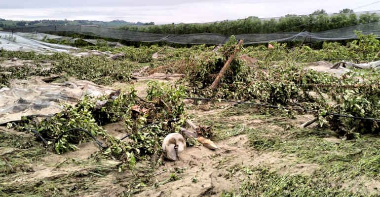 Immagine non disponibile