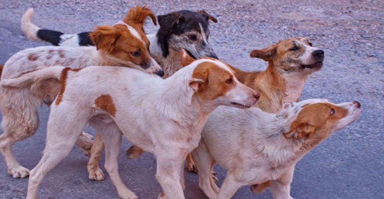 Indagine “Animali in Città”