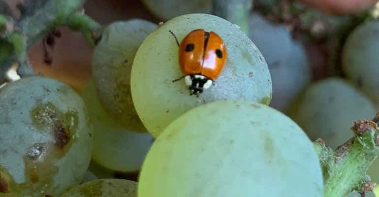 Bellezza Italia” a Succivo (Ce)