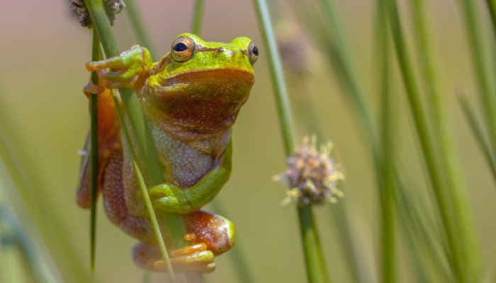 Raganella verde europea
