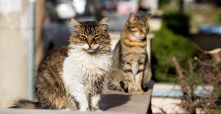 Giornata nazionale del gatto, Legambiente presenta il focus “A-Mici in città”