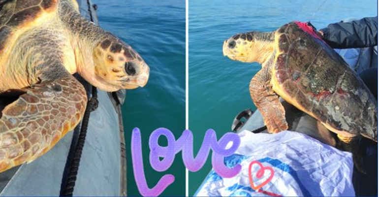 Tartarughe marine su gommone dopo cure stanno per essere liberate in mare